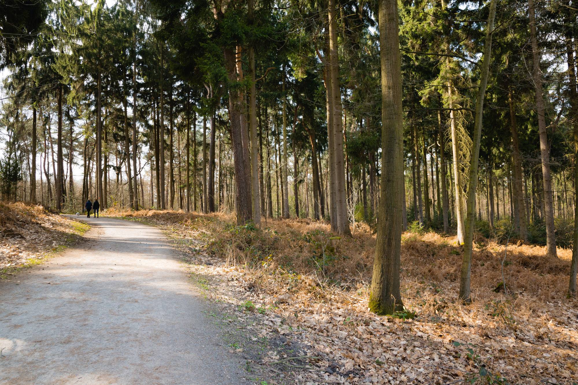 Eine Wanderung durch die Hildener und Ohligser Heide - Things To Do